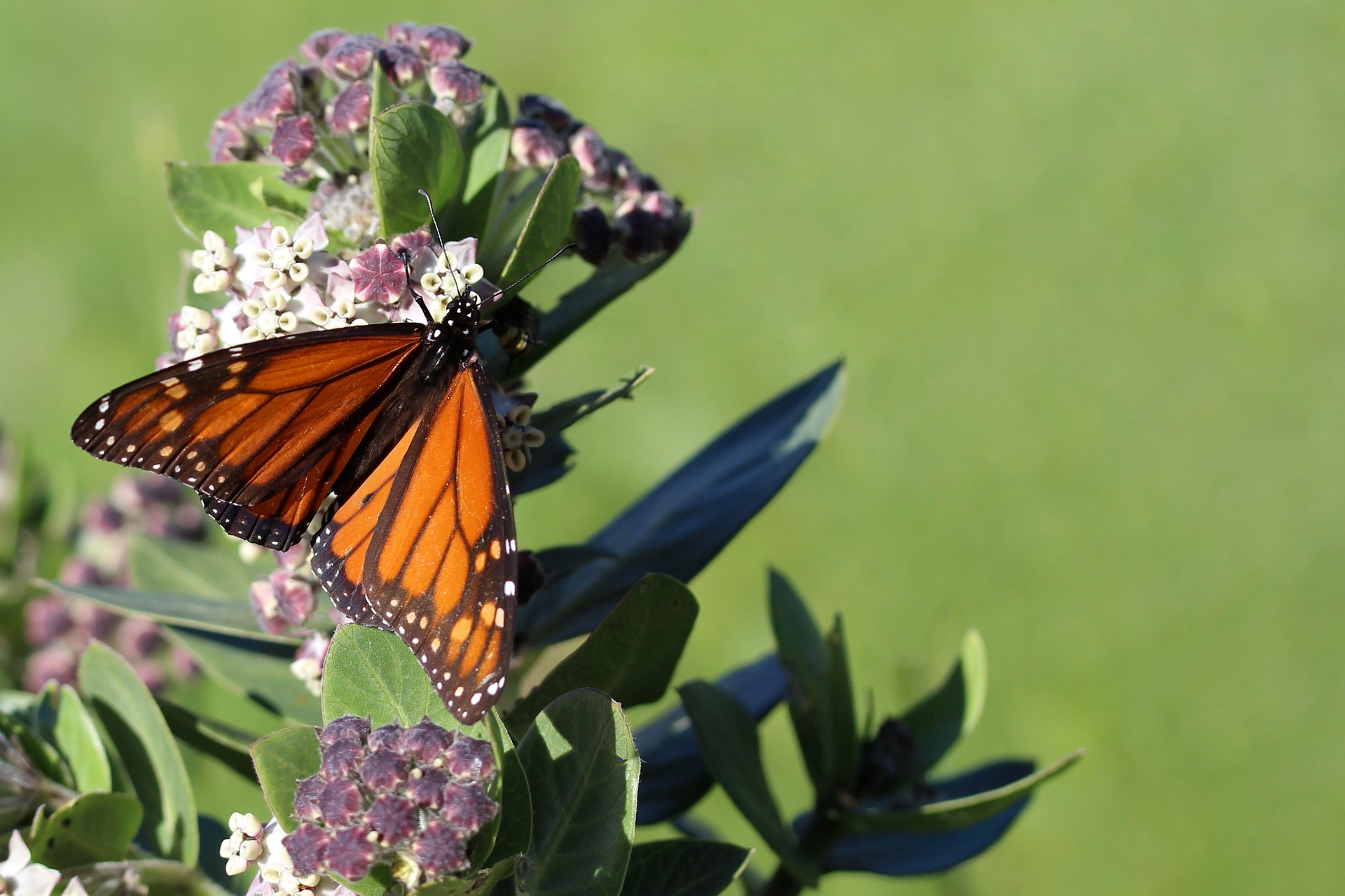 monarch-butterfly-g65b3621a6_1920