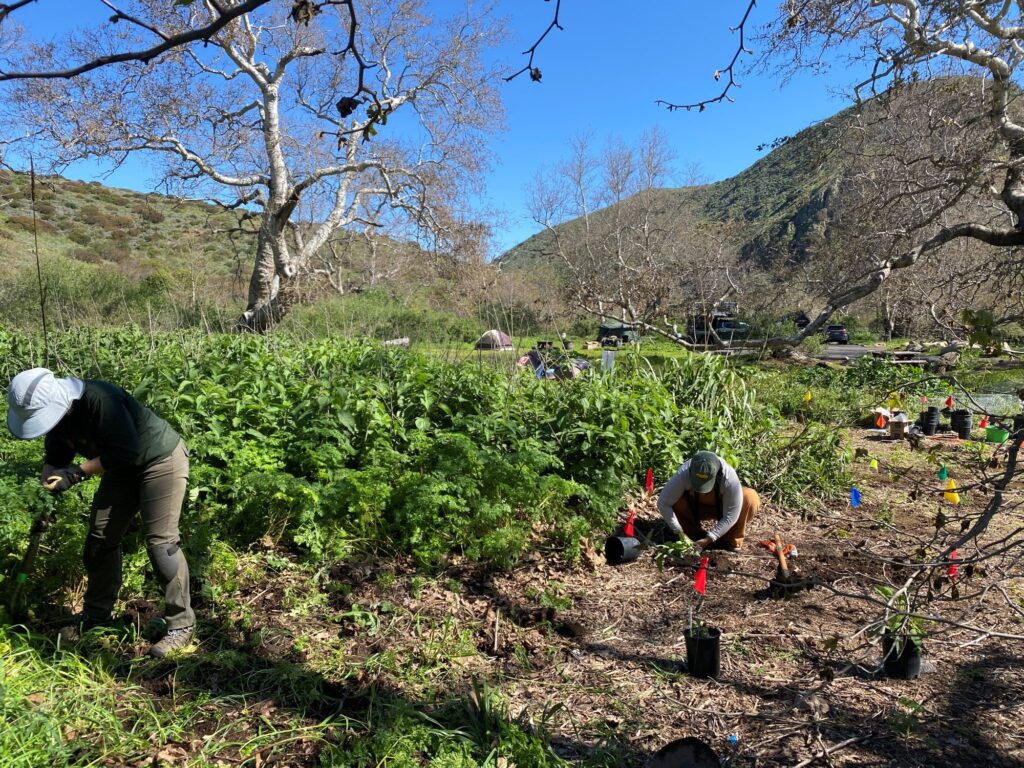 closeup of volunteers and hemlock