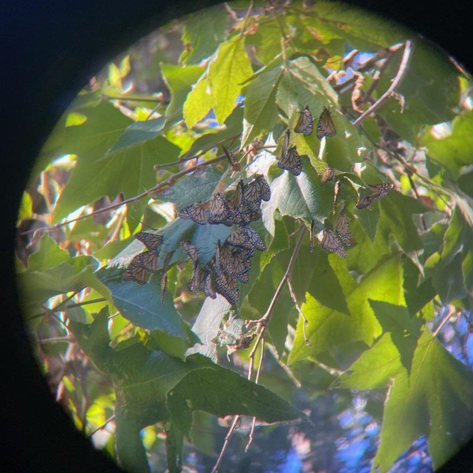 monarchcount
