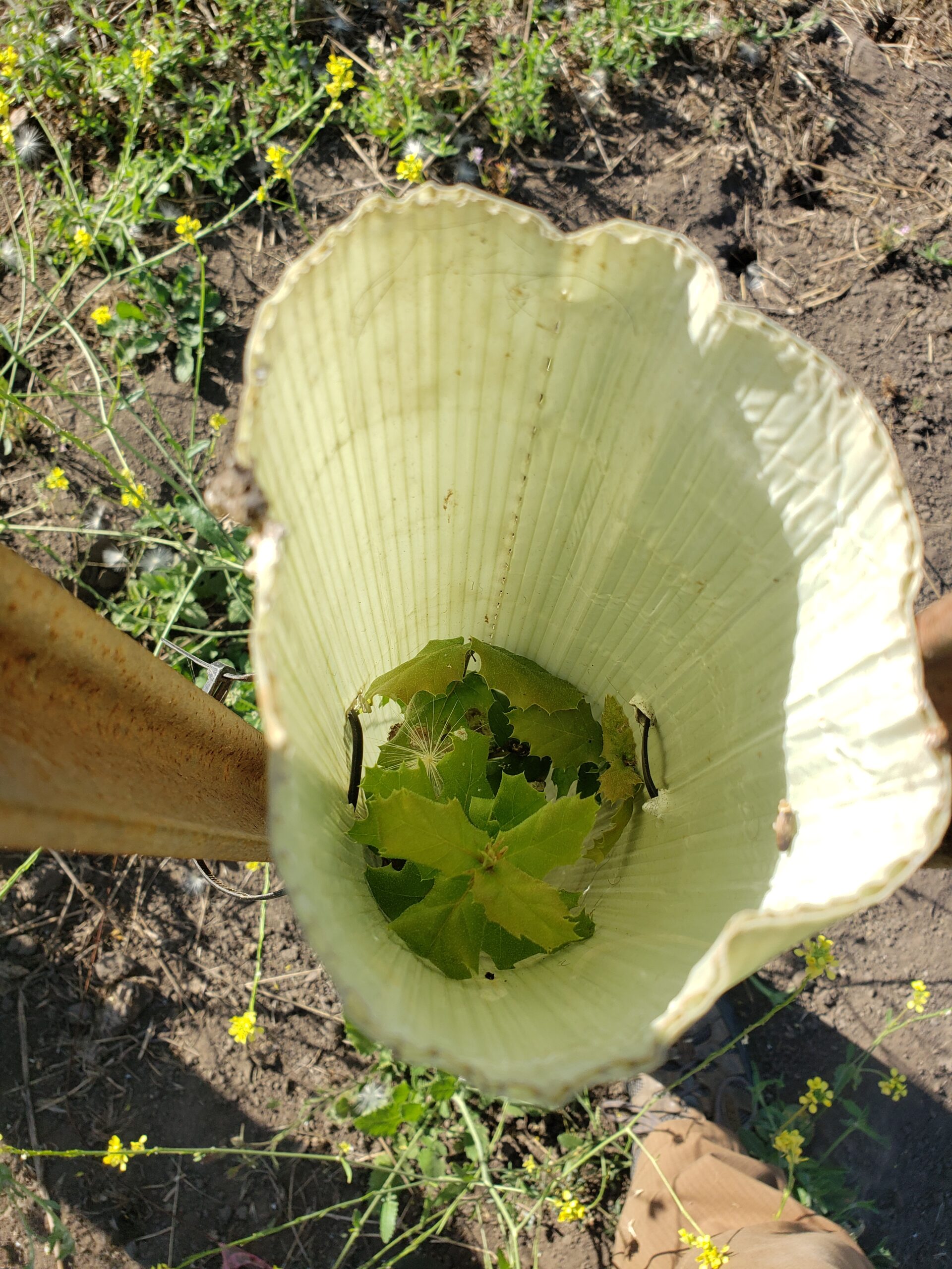 Coast Live Oak (Quercus agrifolia) sapling in protective tree tube
