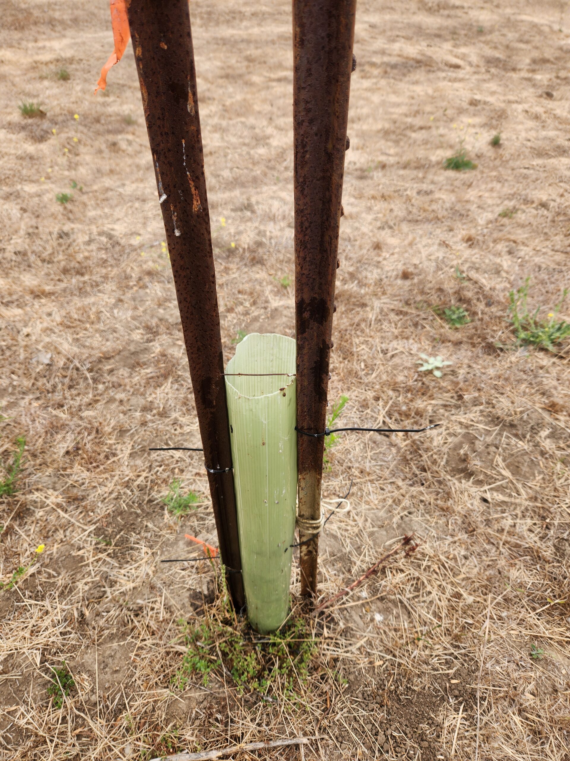 Coast Live Oak (Quercus agrifolia) with full protection with tree tube and t-posts to stop cattle running over the sapling