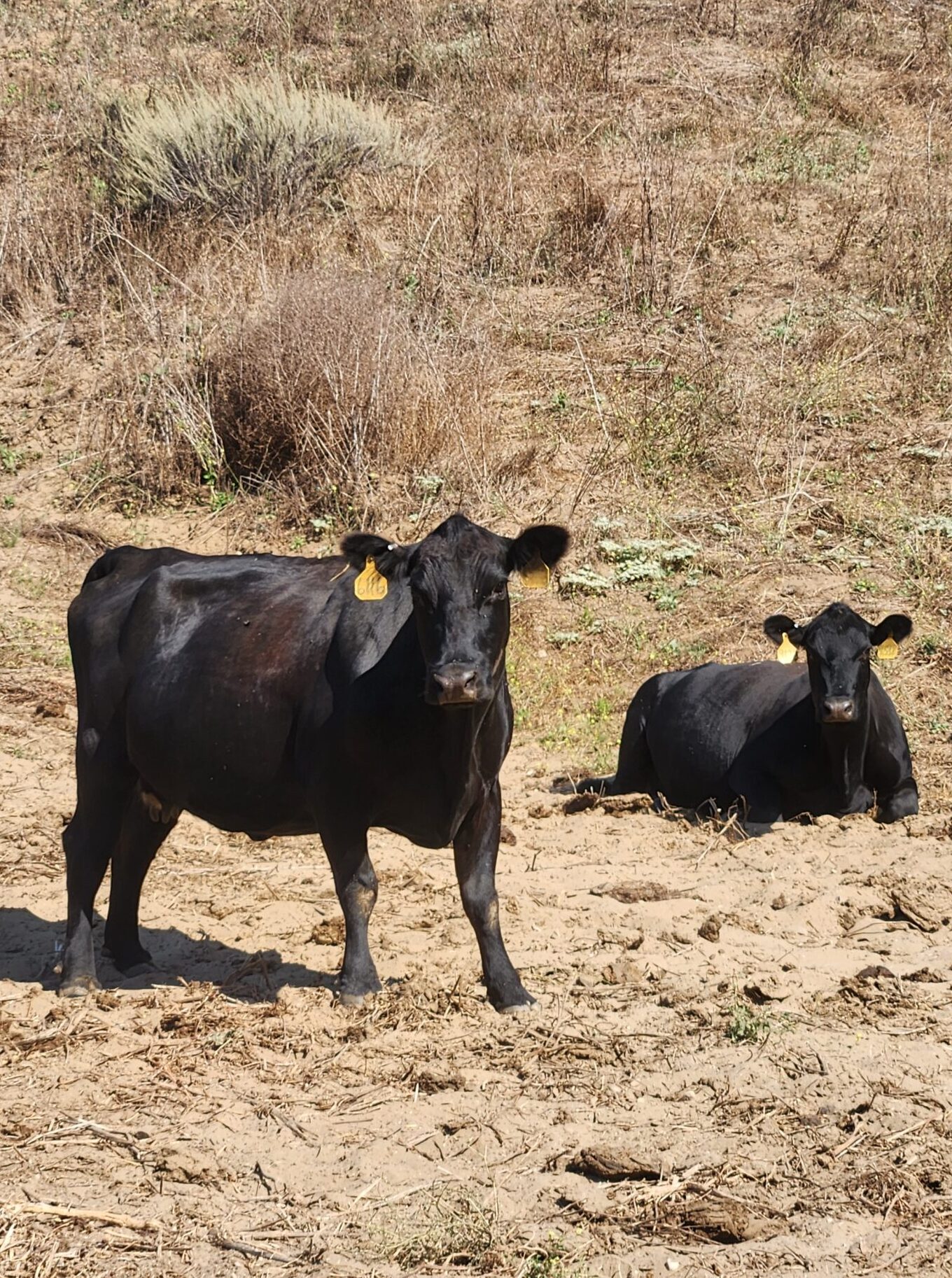 Atmore & Sons' cows relaxing and grazing the landscape