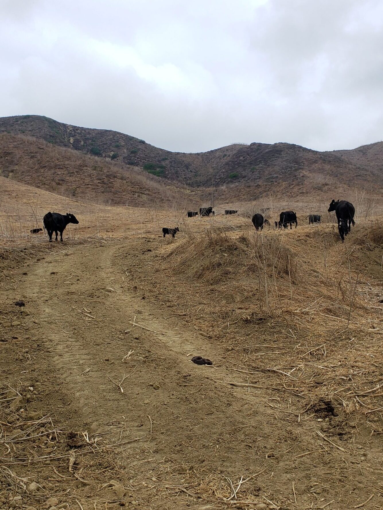 Atmore & Sons' cows grazing and roaming the landscape.