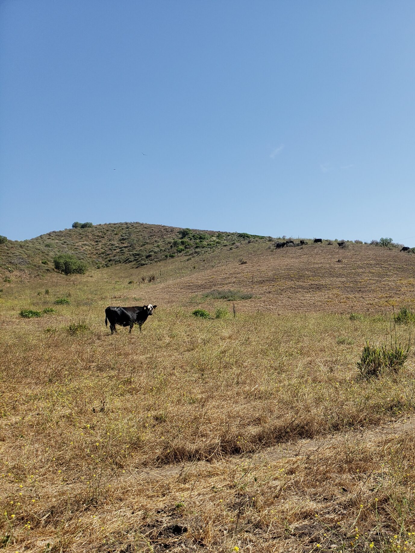 Hayfield East Overview