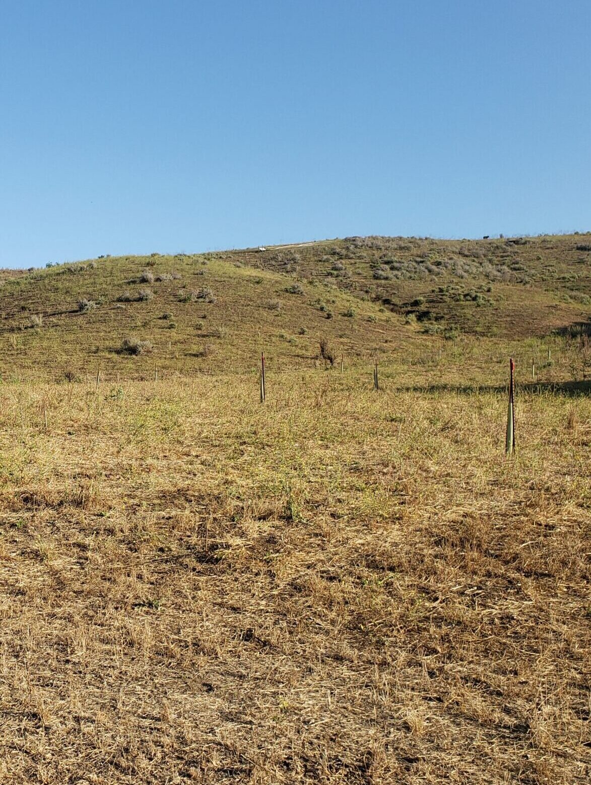 Hayfield Mid Overview