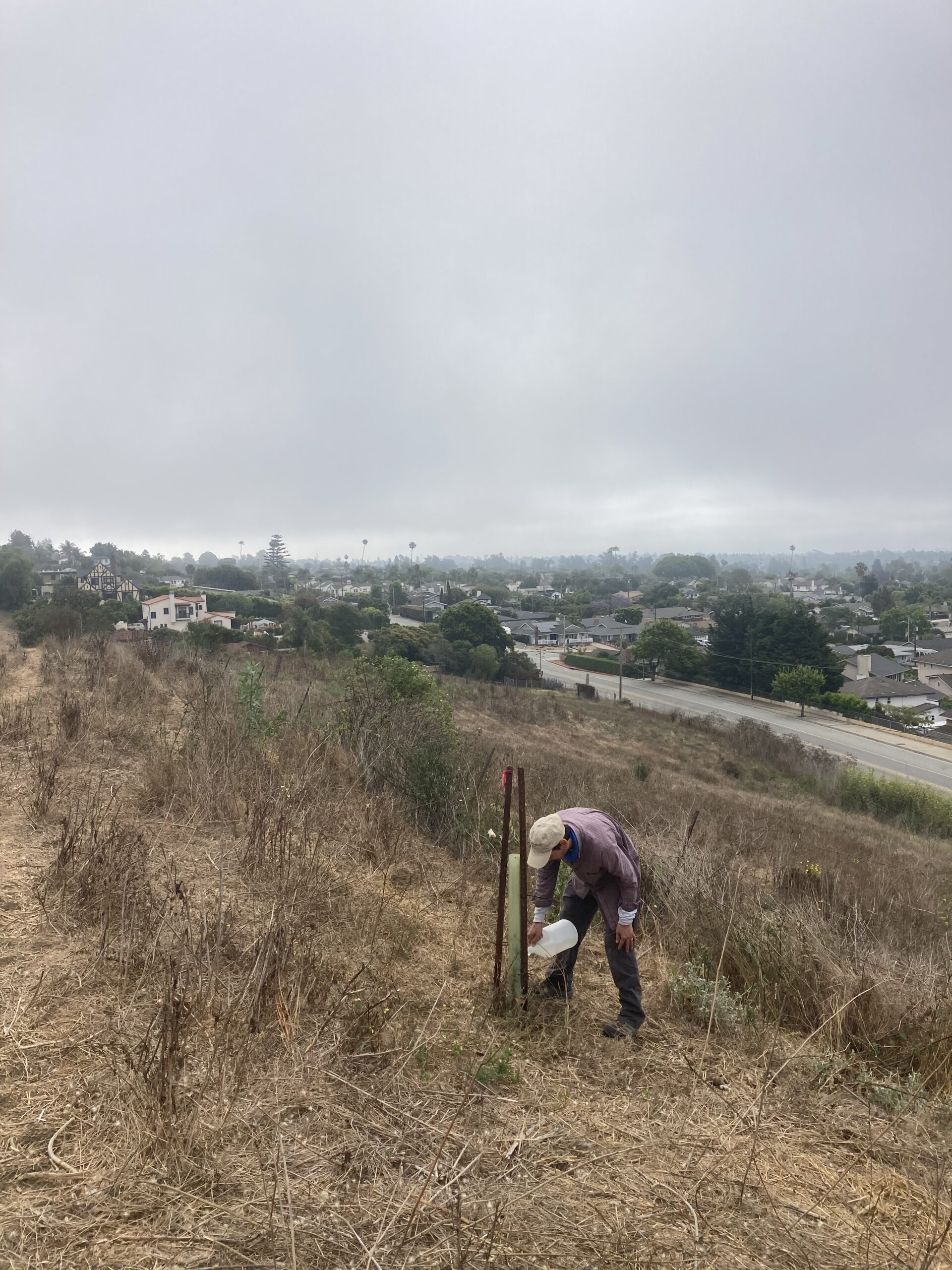 Watering Coast Live Oak sapling