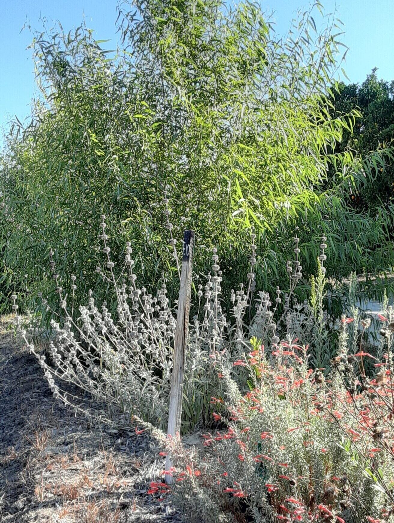 Restoration Plants Growing