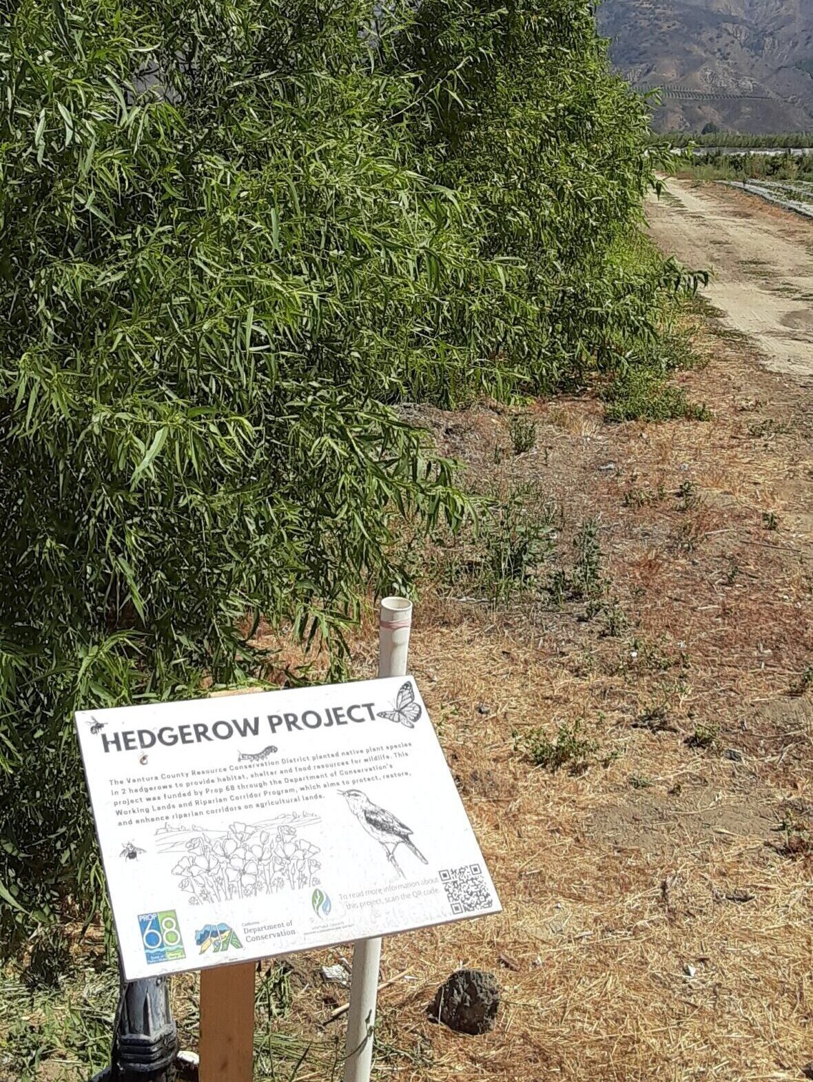 King & King Hedgerow Sign