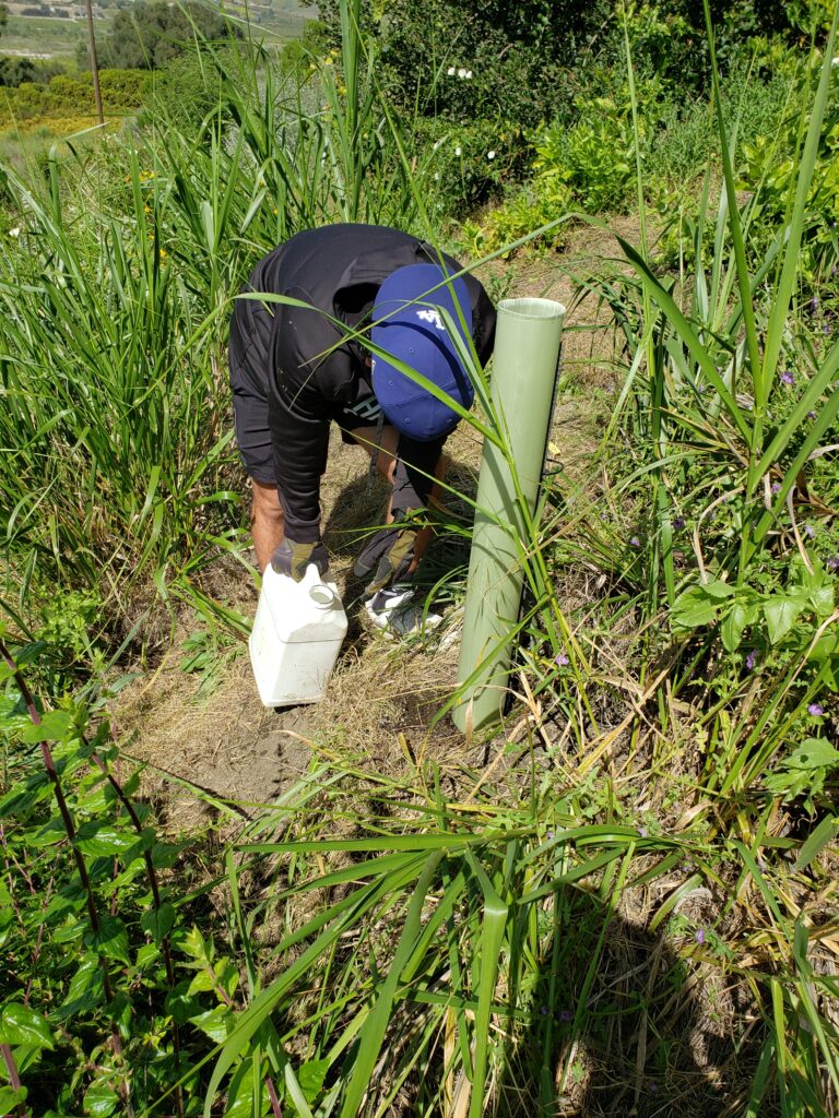Volunteer watering newly planted sapl