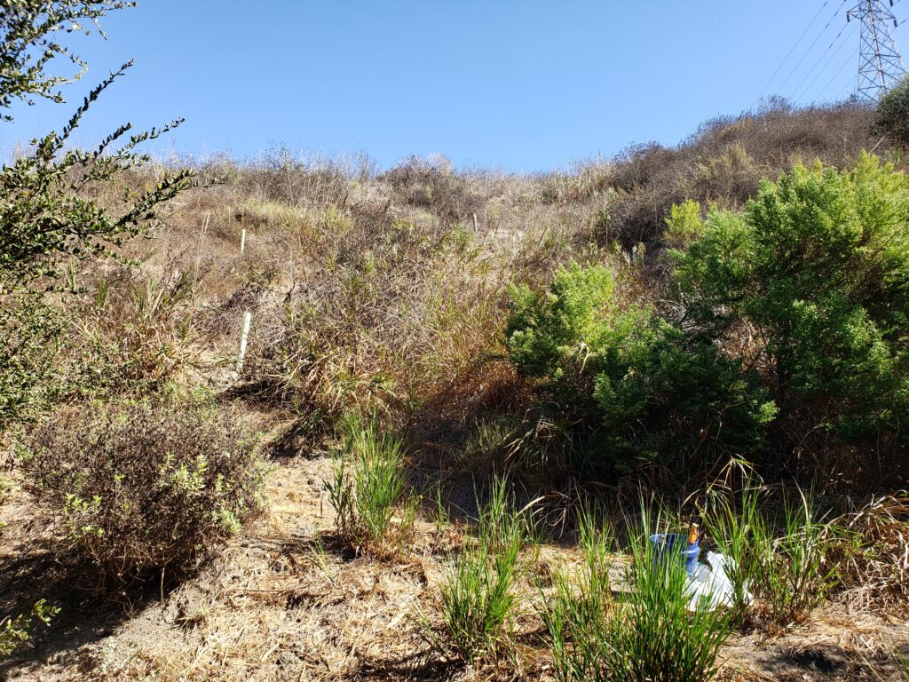 Coast Live Oak Sapling in Tree Tube