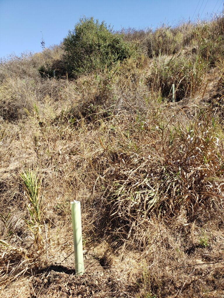 Coast Live Oak Sapling in Tree Tube
