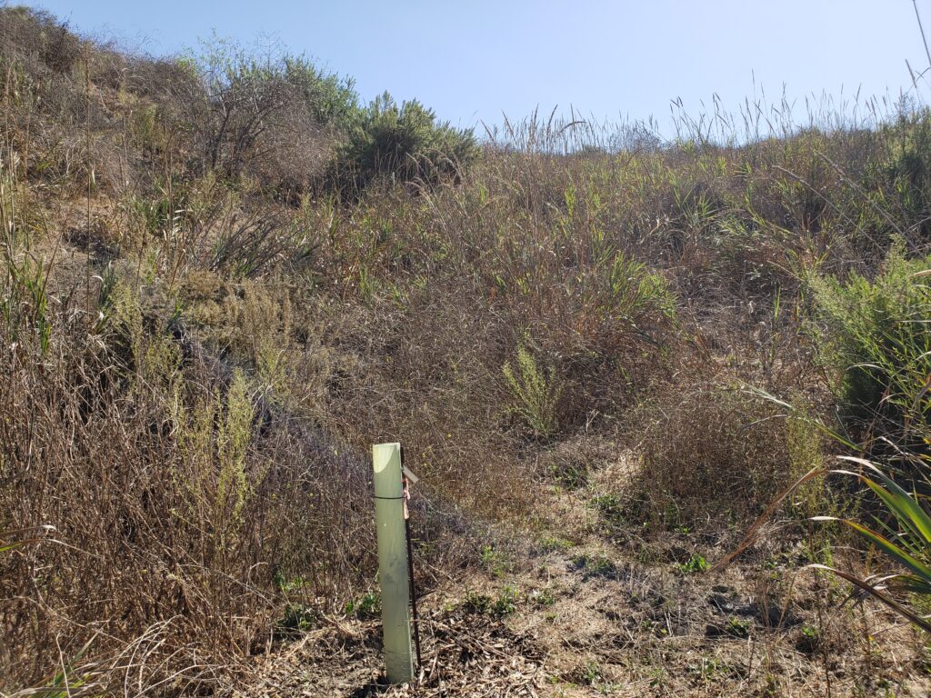 Coast Live Oak Sapling in Tree Tube
