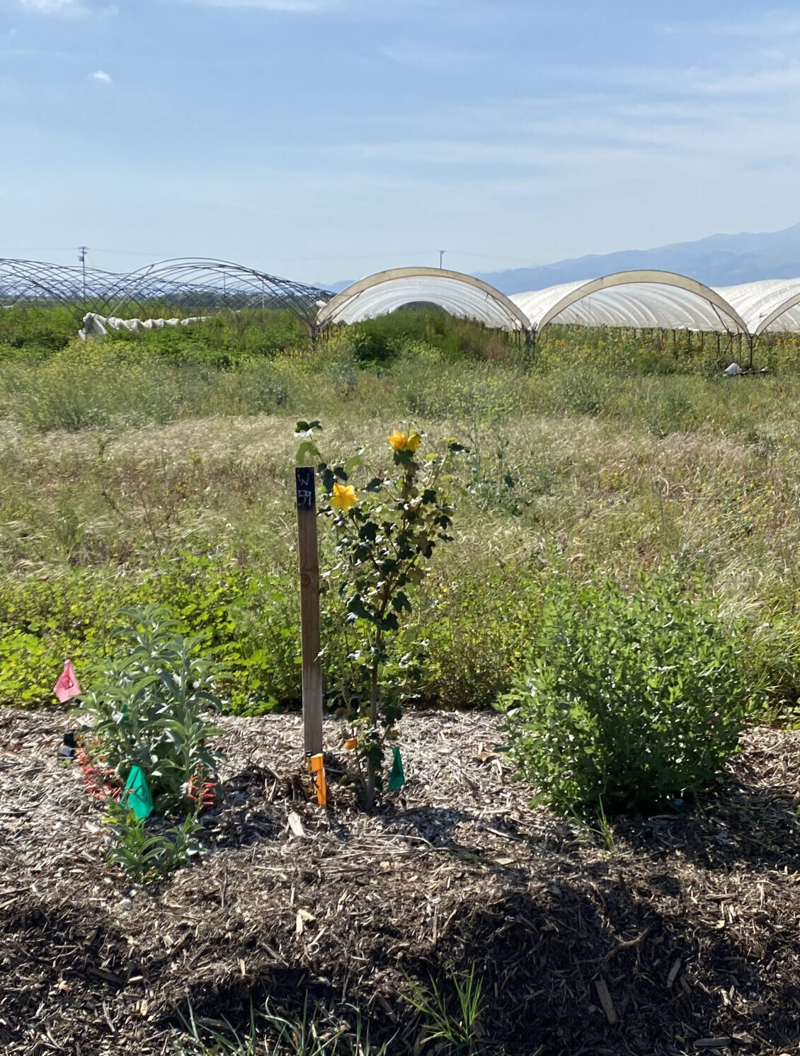 Restoration Plants Just Installed