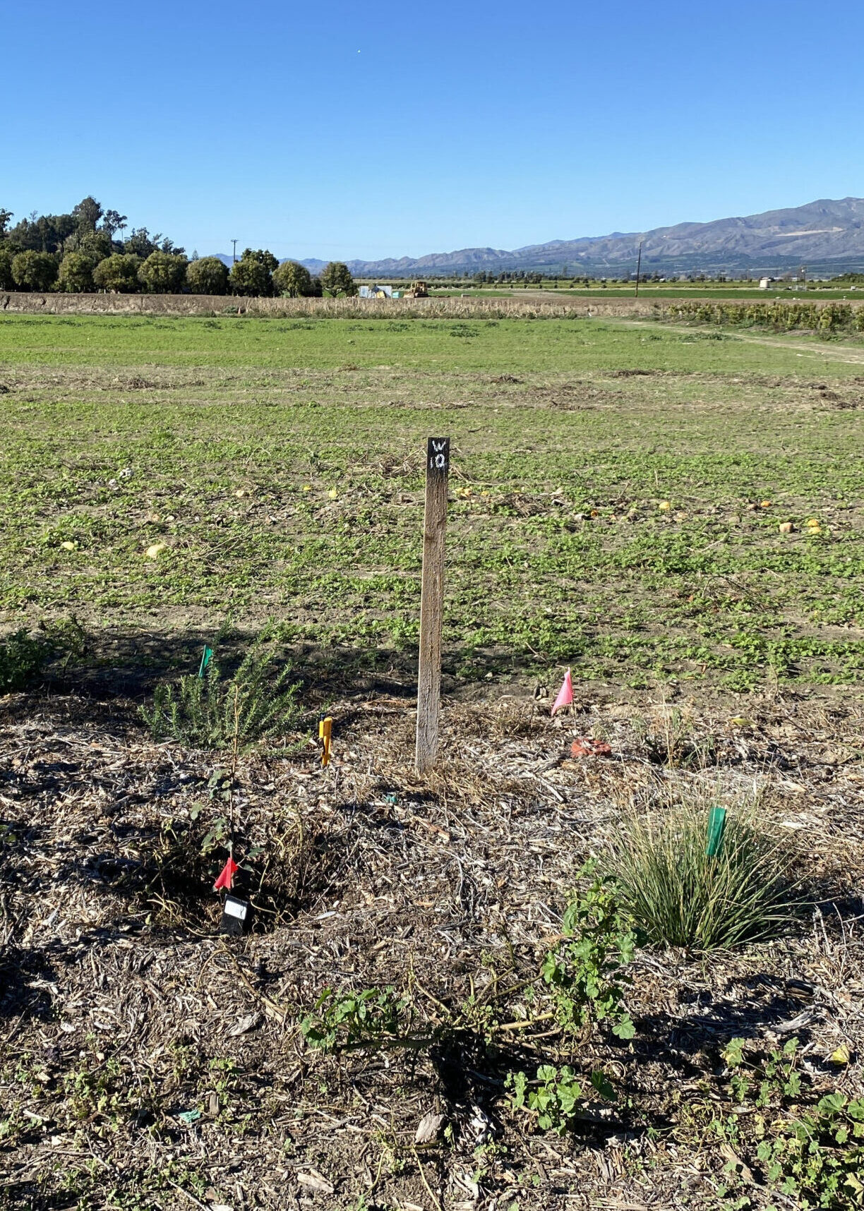 Hedgerow New Plantings