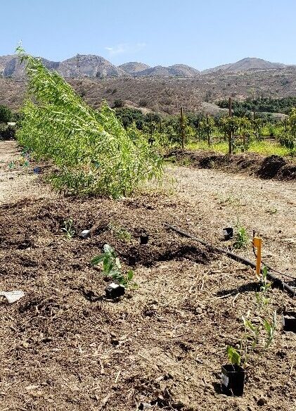 Irrigation Line and Attached Micro-sprinkler Used to Irrigate
