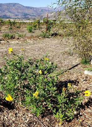 Bush Sunflower (Encelia californica) in Winter Bloom
