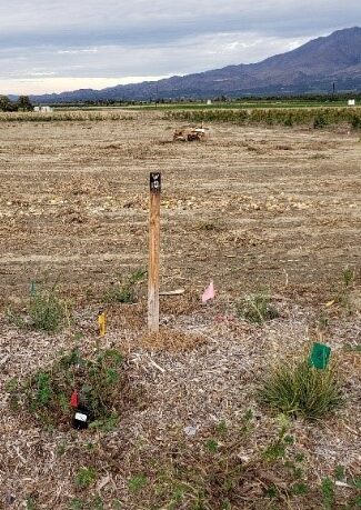 Comparison Photo of the Same Hedgerow Plot in Winter (2021)