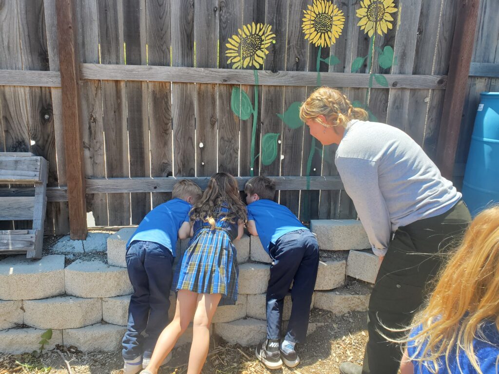 students looking for a caterpillar
