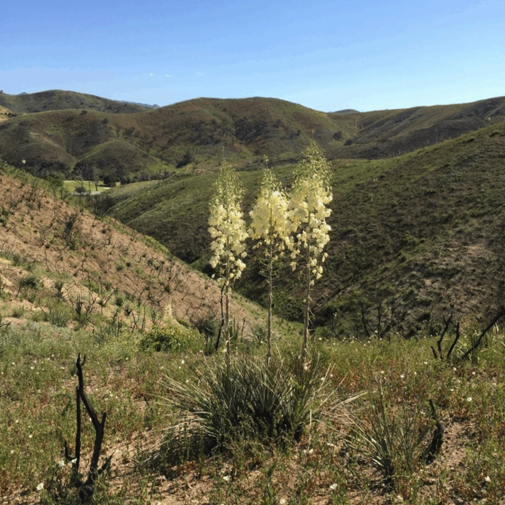 Chapparal Yucca is a cool plant—these plants contain soap in their leaves. Soap can act as a natural fire suppressant. Planting these plants in clumps might slow the spread of a fire. There is also a cool moth that is the only pollinator for this plant.