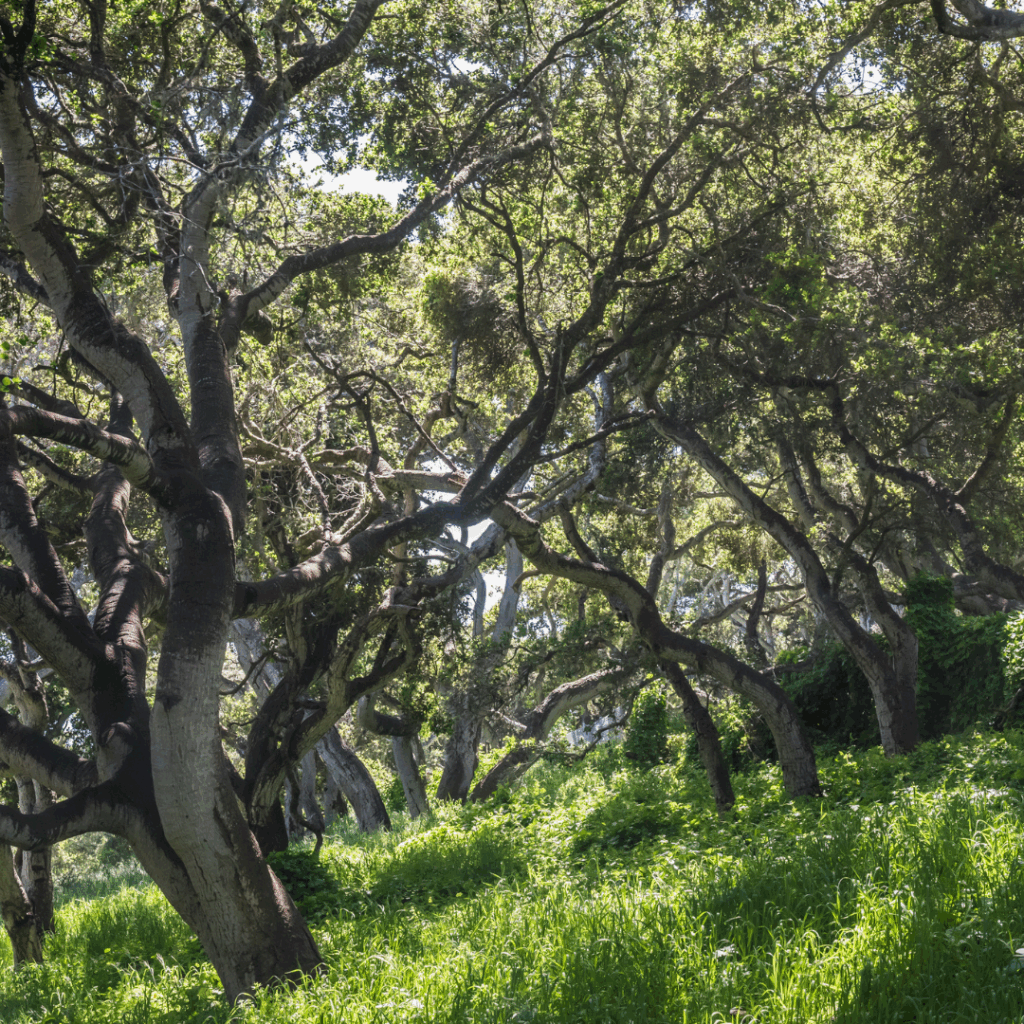 Coast live oaks are the keystone species of much of Ventura County. VCPBA recommends that landowners plant these trees for numerous reasons:  •	The trees stay green year-round.  •	Their dense green foliage can act as an ember screen during our high severity fires.  •	Coast live oak leaves are waxy, not oily. As a result, Coast live oak leaves are not as flammable as non-native invasives that have oily leaves, such as Eucalyptus, pepper tree, and rosemary.  •	Do not need watering! Because they are native. •	Habitat for so many living things!