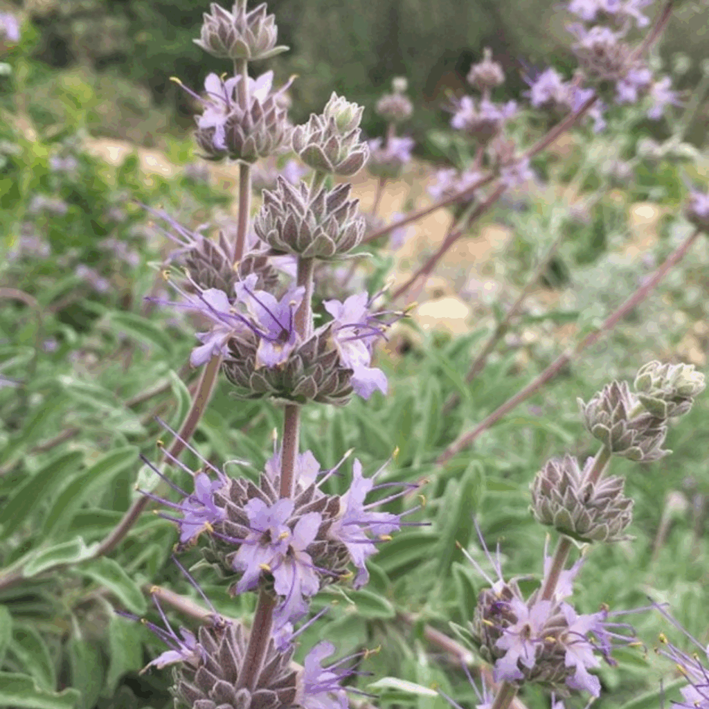 Prostrate Native Perennials: low growing shrubs produce shorter flame lengths if they are burning. Here are some native shrubs that grow on the shorter side: Salvia ‘Bee’s Bliss Sage, Artemisia californica ‘Canyon Grey’, Baccharis pilularis ‘Twin Peaks No. 2’, and more.