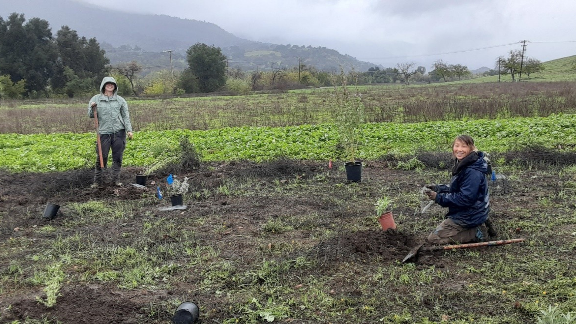 Planting in the Rain