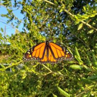 Monarch butterfly