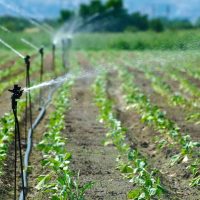 Close up image of a sprinkler watering plants